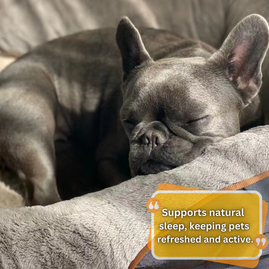 NapNest - "Where Every Pup Finds Their Perfect Rest"